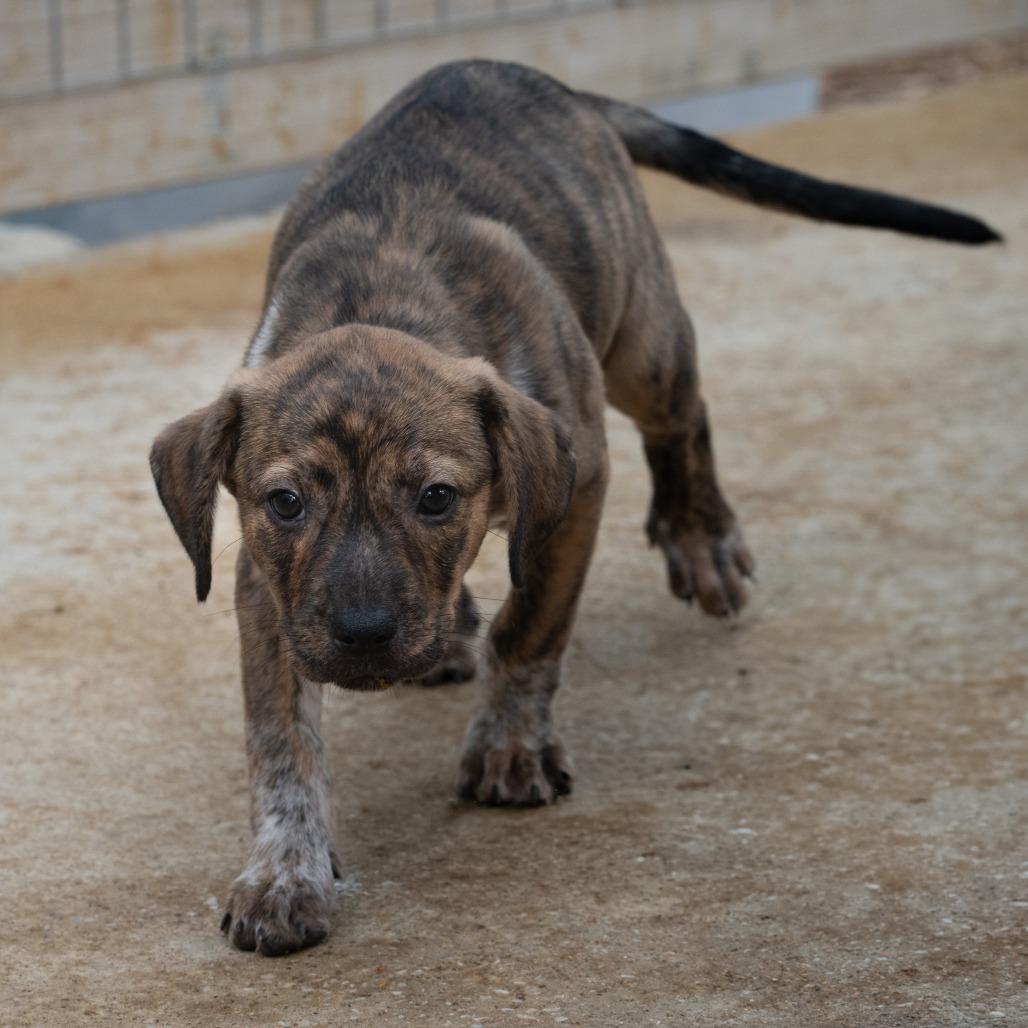 Brandi, Adoptable, Puppy Female Labrador Retriever.