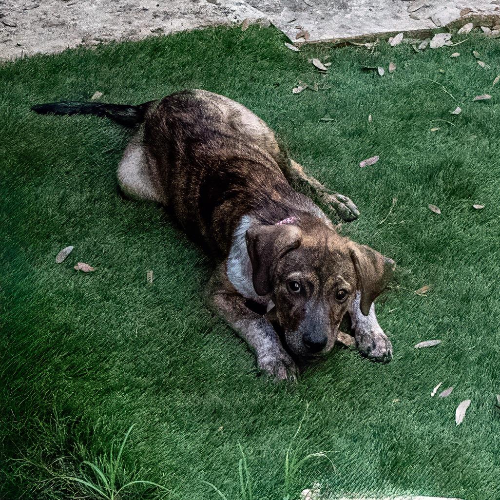 Brandi, a Adoptable mixed breed in Wimberley, TX image 2/6