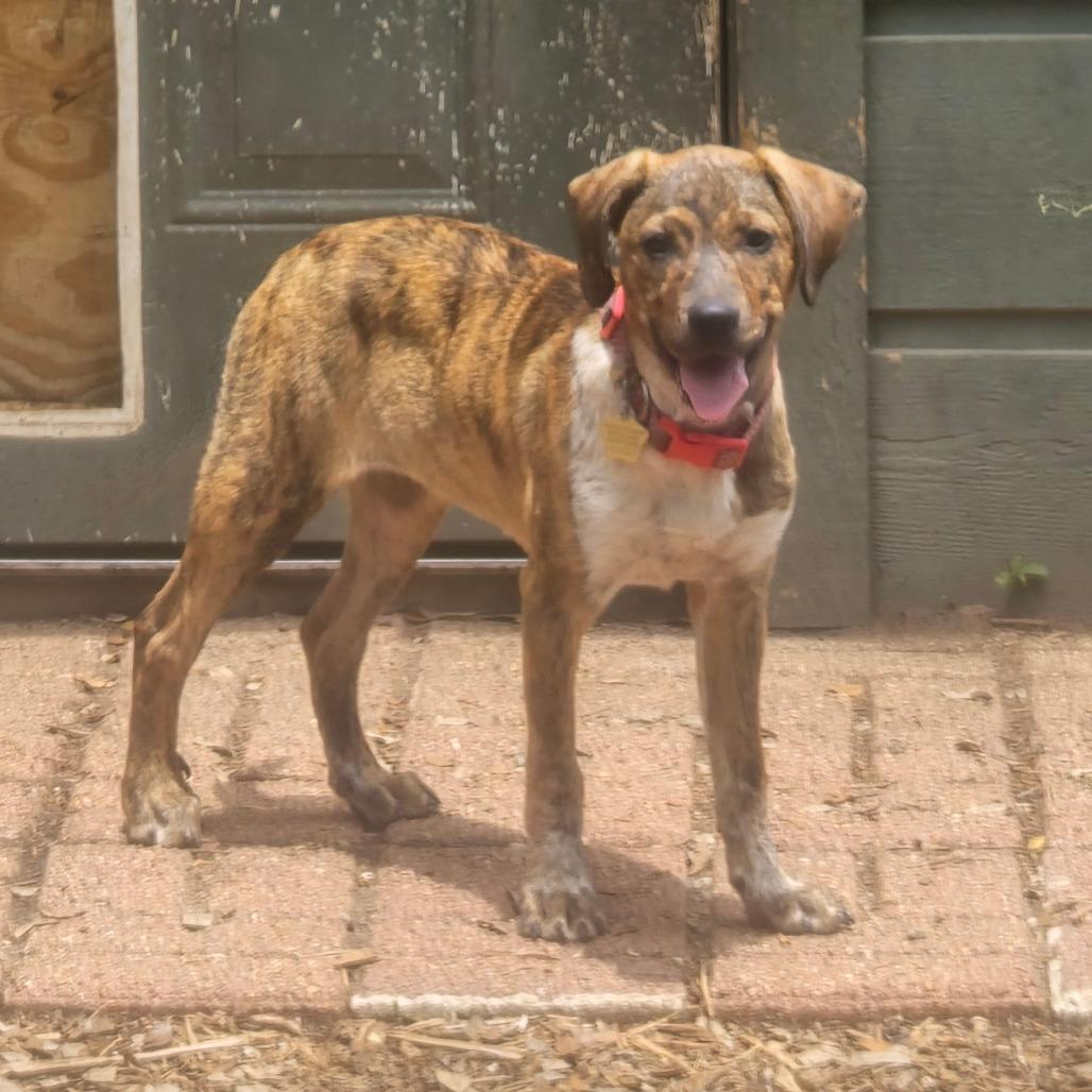 Brandi, a Adoptable mixed breed in Wimberley, TX image 4/6