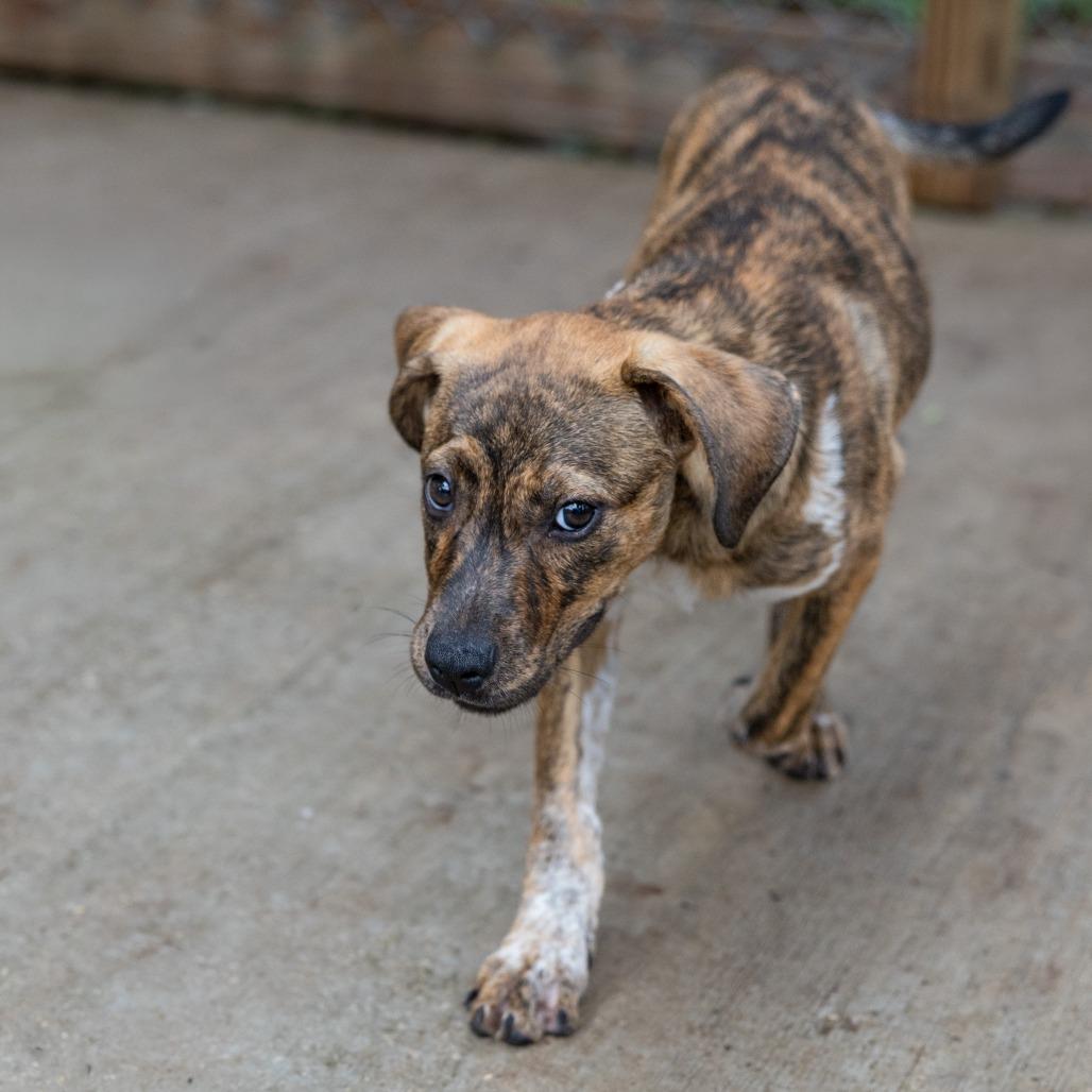 Enlarge Brandi, a Adoptable mixed breed in Wimberley, TX image 4/6