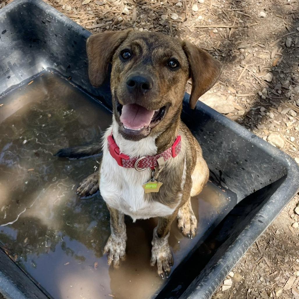 Brandi, a Adoptable mixed breed in Wimberley, TX image 5/6