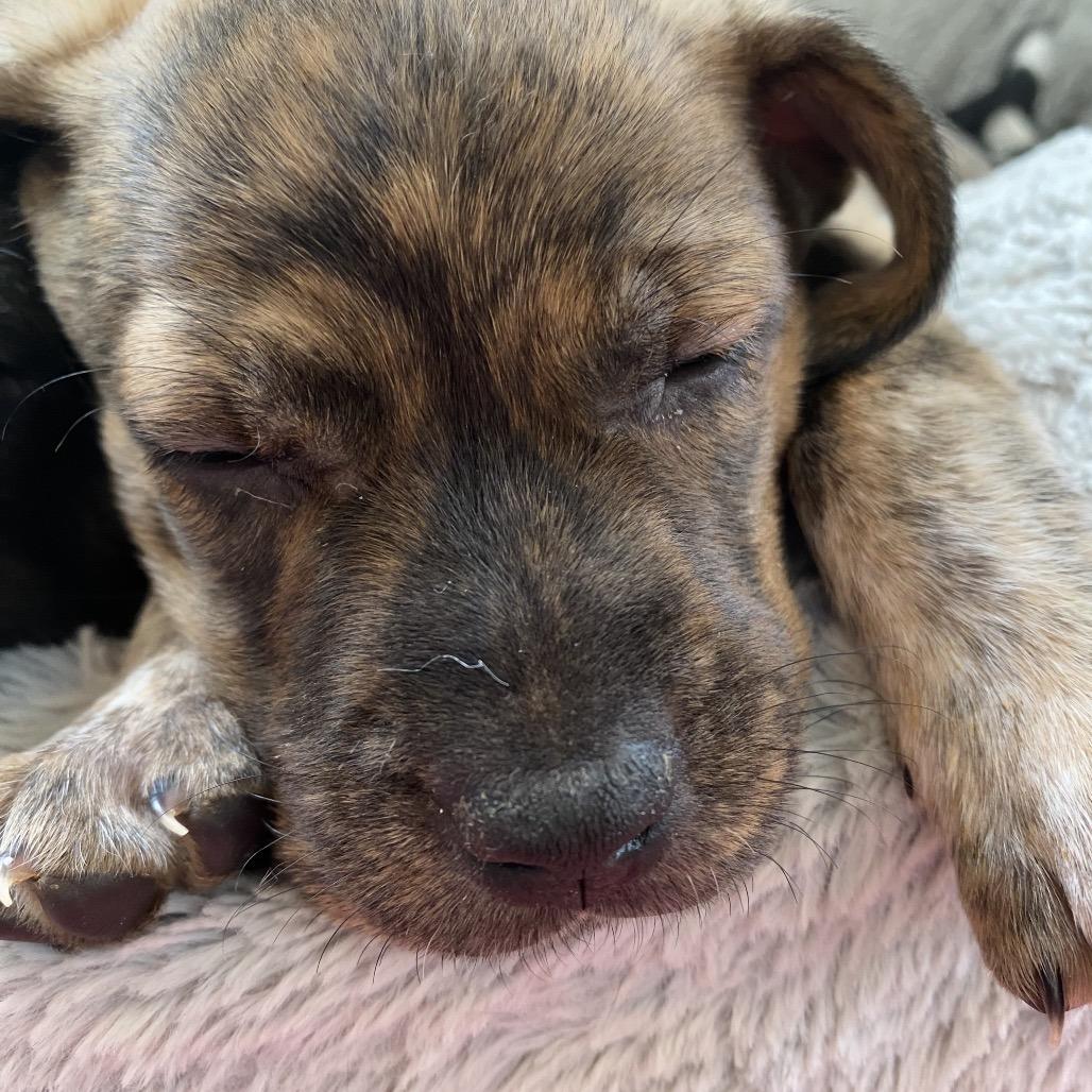 Enlarge Brandi, a Adoptable mixed breed in Wimberley, TX image 2/6
