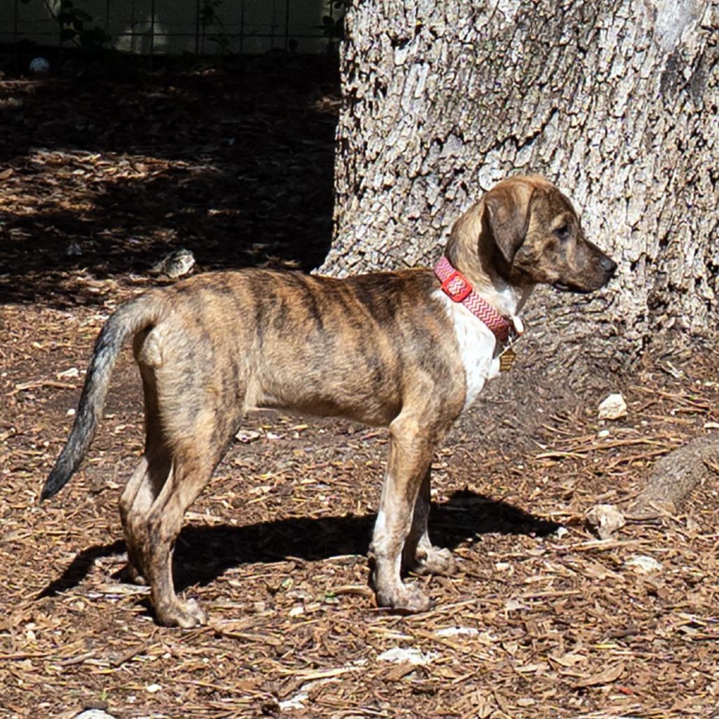 Brandi, a Adoptable mixed breed in Wimberley, TX image 3/6