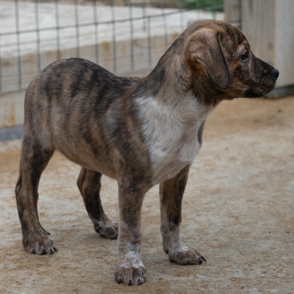 Enlarge Brandi, a Adoptable mixed breed in Wimberley, TX image 3/6