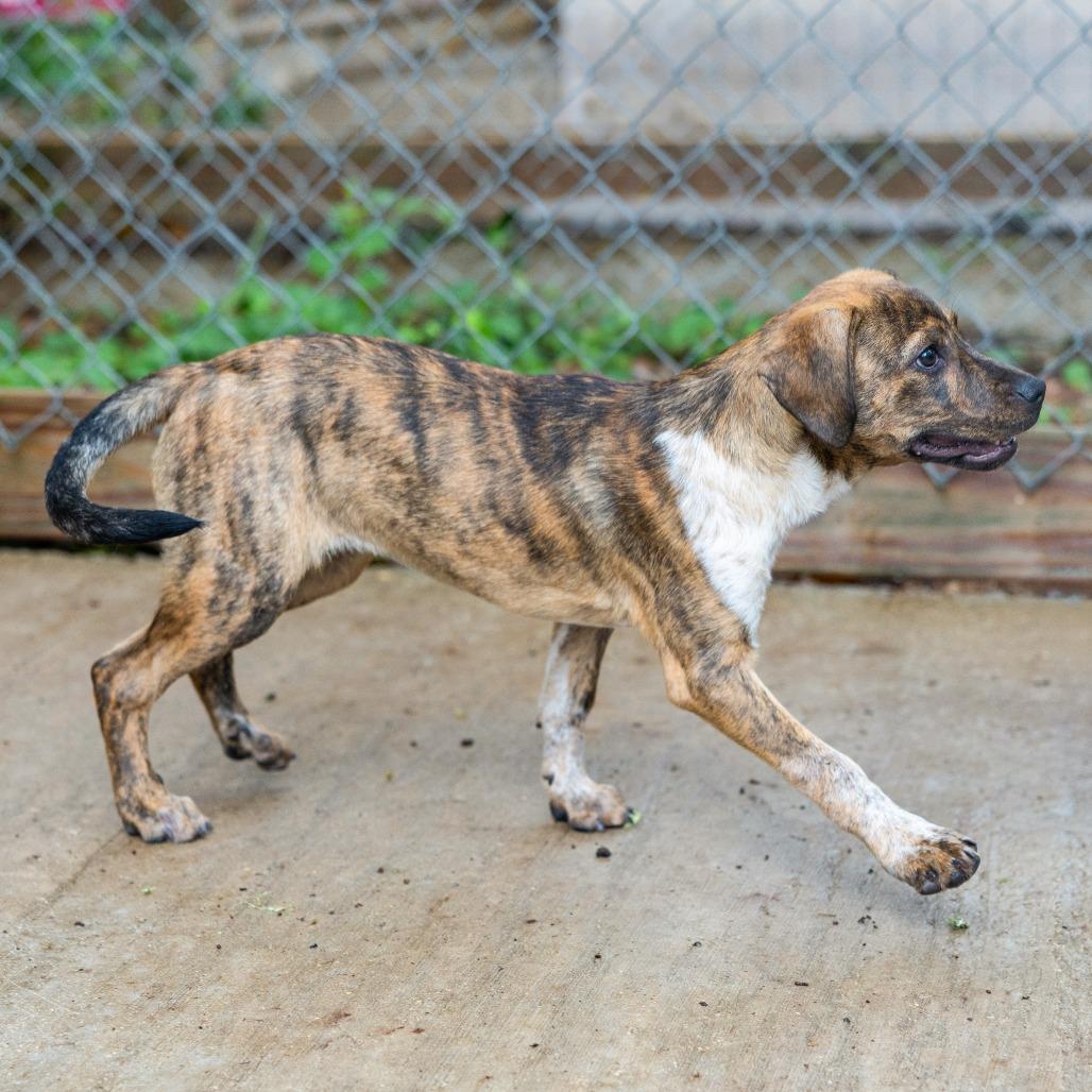 Enlarge Brandi, a Adoptable mixed breed in Wimberley, TX image 5/6