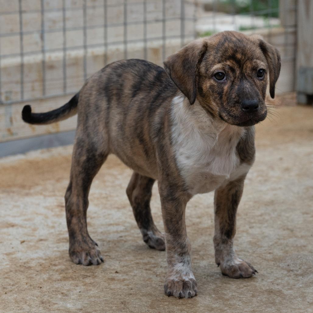 Enlarge Brandi, a Adoptable mixed breed in Wimberley, TX image 4/6