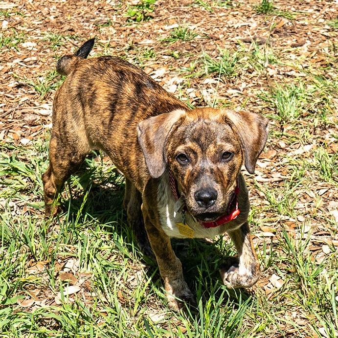 Brandi, a Adoptable mixed breed in Wimberley, TX image 5/6