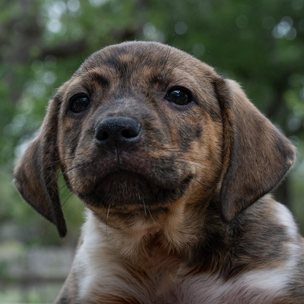 Enlarge Brandi, a Adoptable mixed breed in Wimberley, TX image 5/6