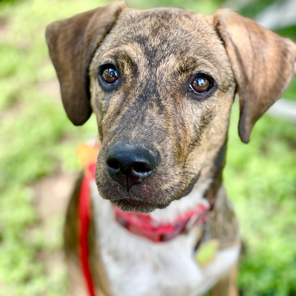 Brandi, a Adoptable mixed breed in Wimberley, TX image 6/6