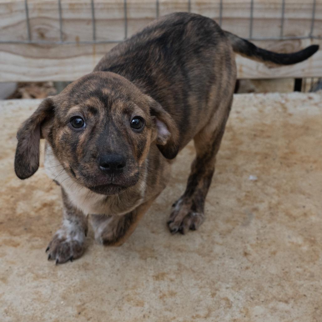 Enlarge Brandi, a Adoptable mixed breed in Wimberley, TX image 6/6