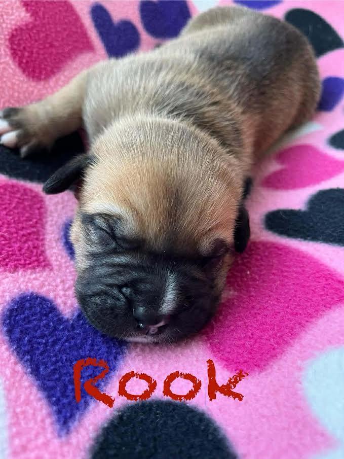 Rook-PENDING, Adoptable, Puppy Male Great Dane & Pit Bull Terrier.