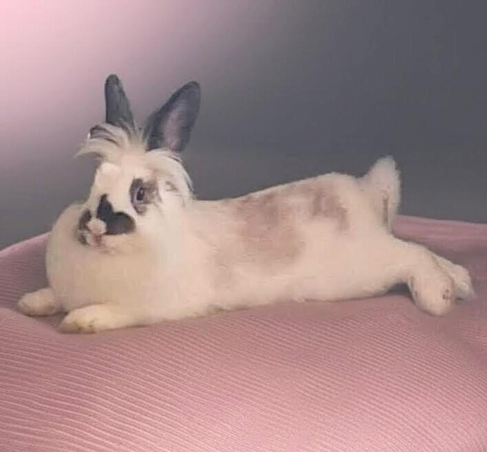 Debbie, Adoptable, Young Female Lionhead.