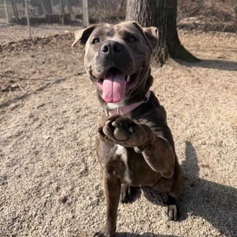 Mora , ADOPTABLE, Adult Female Boxer.