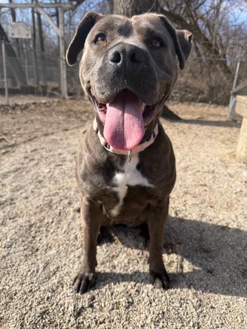 Enlarge Mora , a ADOPTABLE Boxer in Shelbyville, IN image 2/3