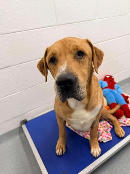 Enlarge Hoss, a Adoptable mixed breed in Spruce Pine, NC image 1/1