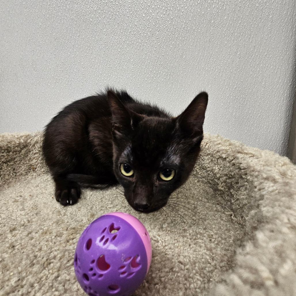 Tempo, Adoptable, Kitten Male Domestic Short Hair.