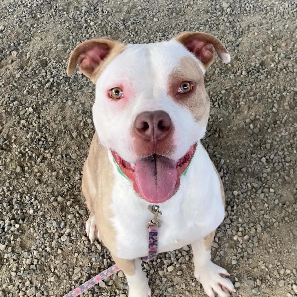 Lincoln, Adoptable, Adult Male Pit Bull Terrier.