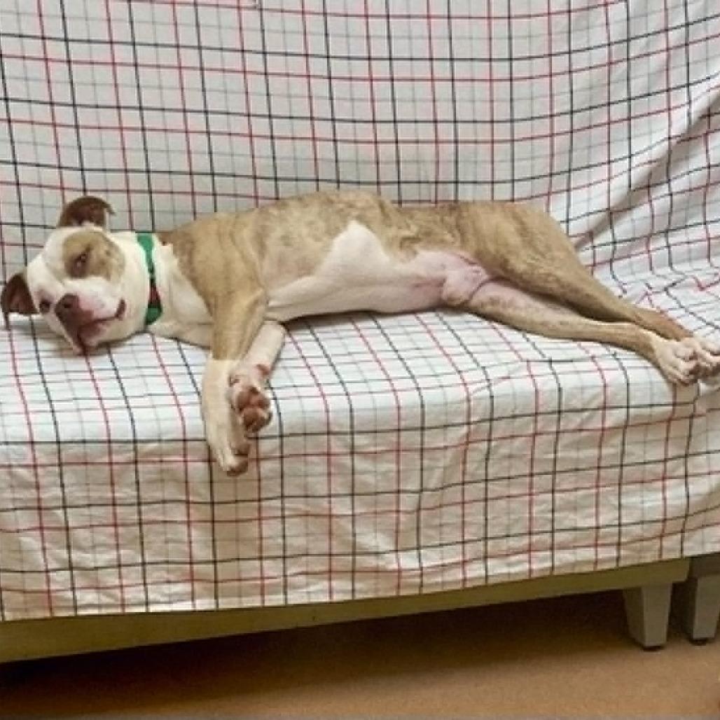 Enlarge Lincoln, a Adoptable Pit Bull Terrier in Ballston Spa, NY image 2/4