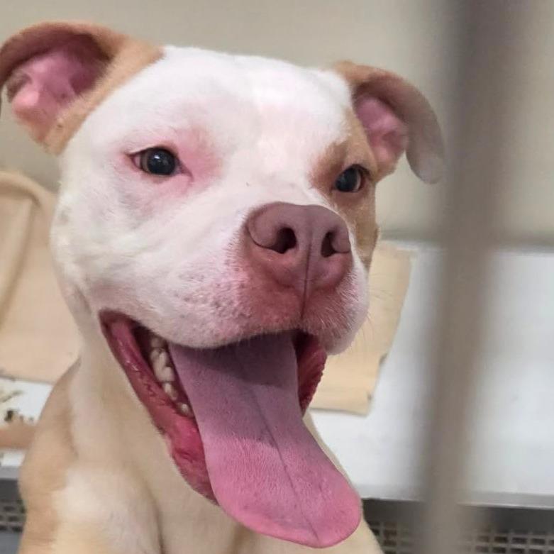 Enlarge Lincoln, a Adoptable Pit Bull Terrier in Ballston Spa, NY image 3/4