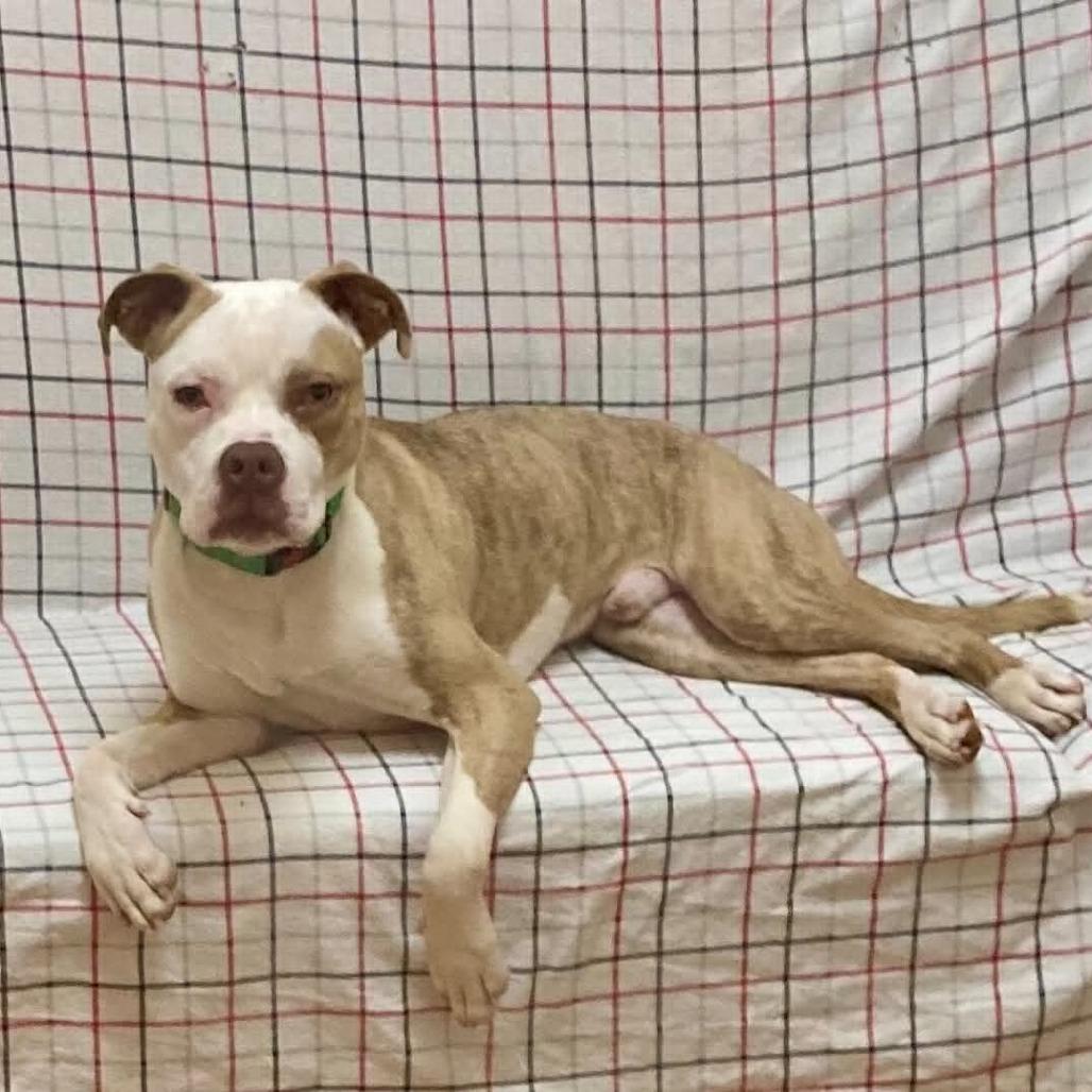 Enlarge Lincoln, a Adoptable Pit Bull Terrier in Ballston Spa, NY image 4/4