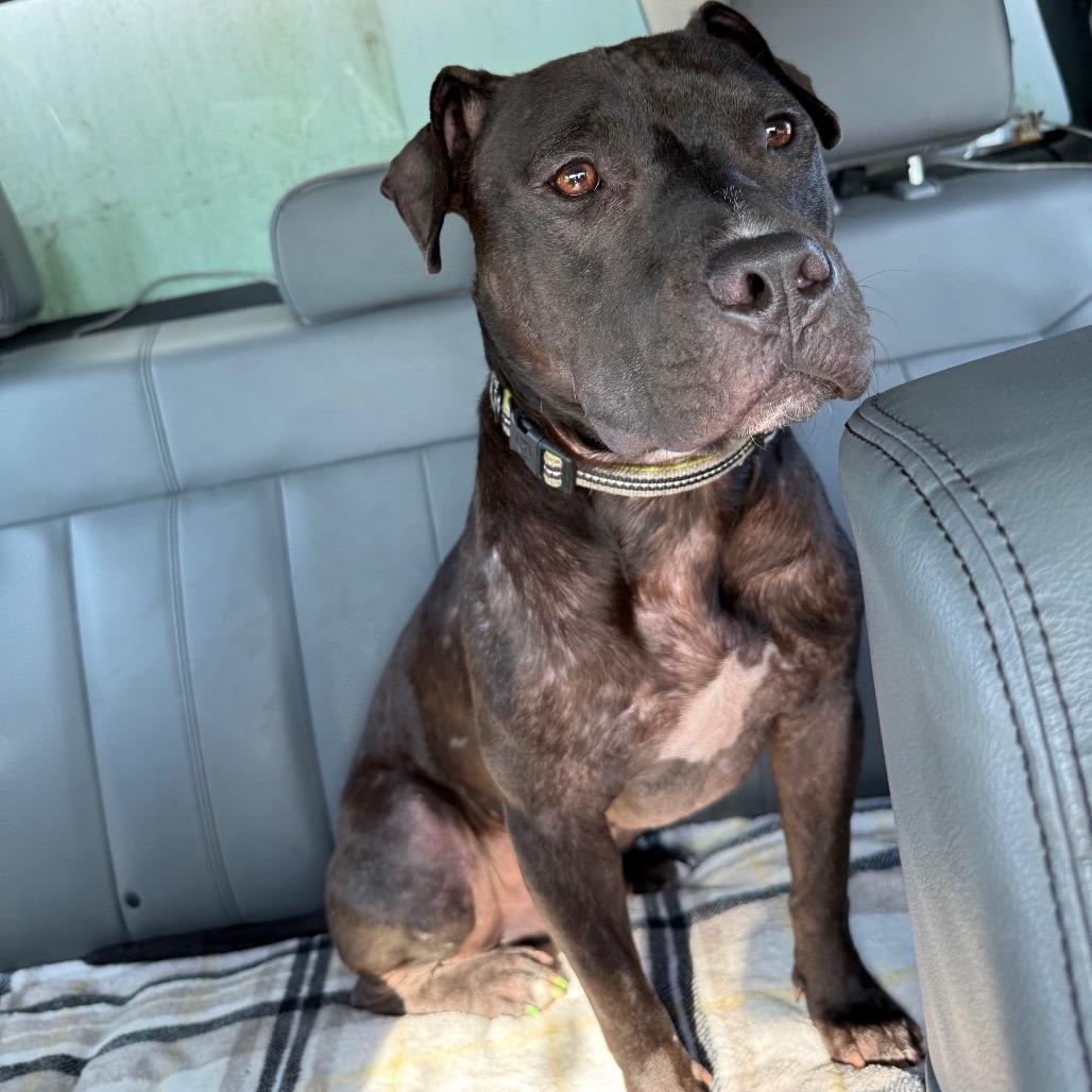 Enlarge Obsidian, a Adoptable Pit Bull Terrier in Galveston, TX image 1/2
