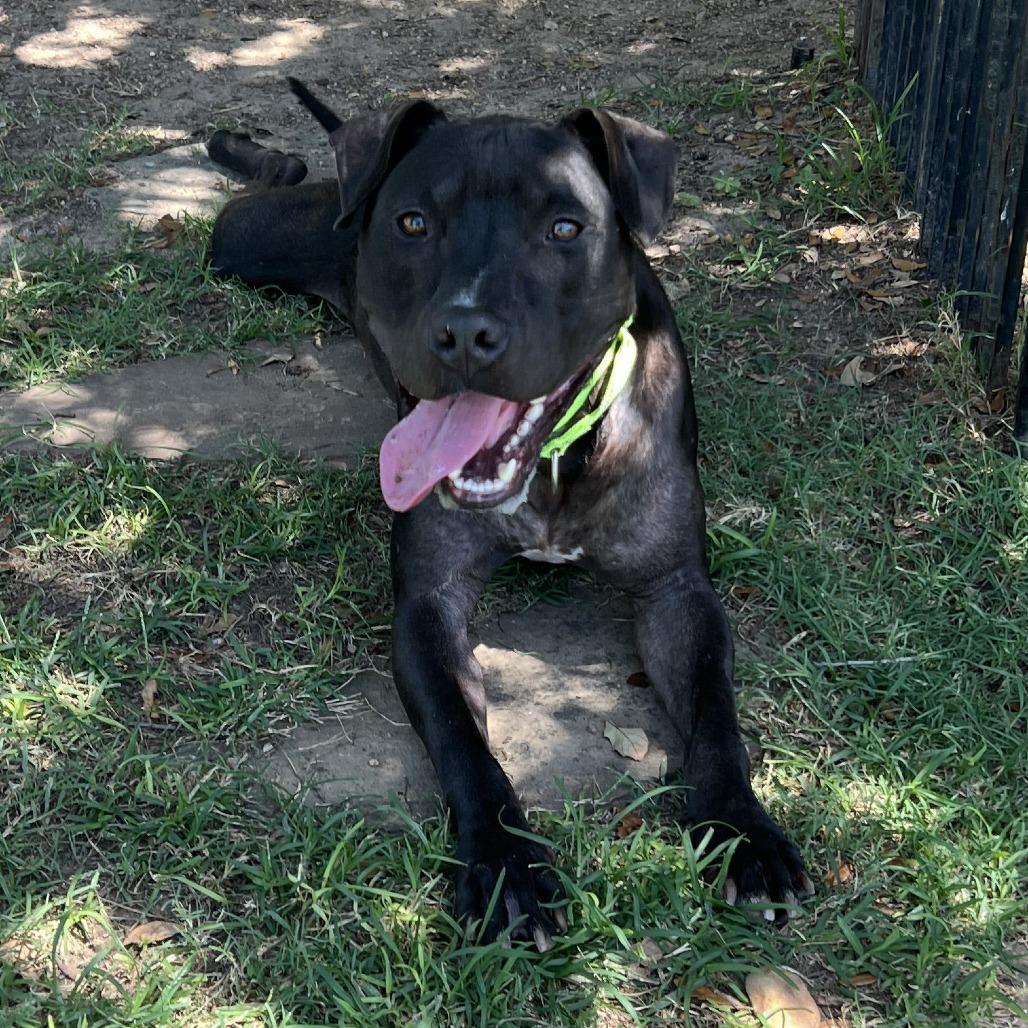 Enlarge Obsidian, a Adoptable Pit Bull Terrier in Galveston, TX image 2/2