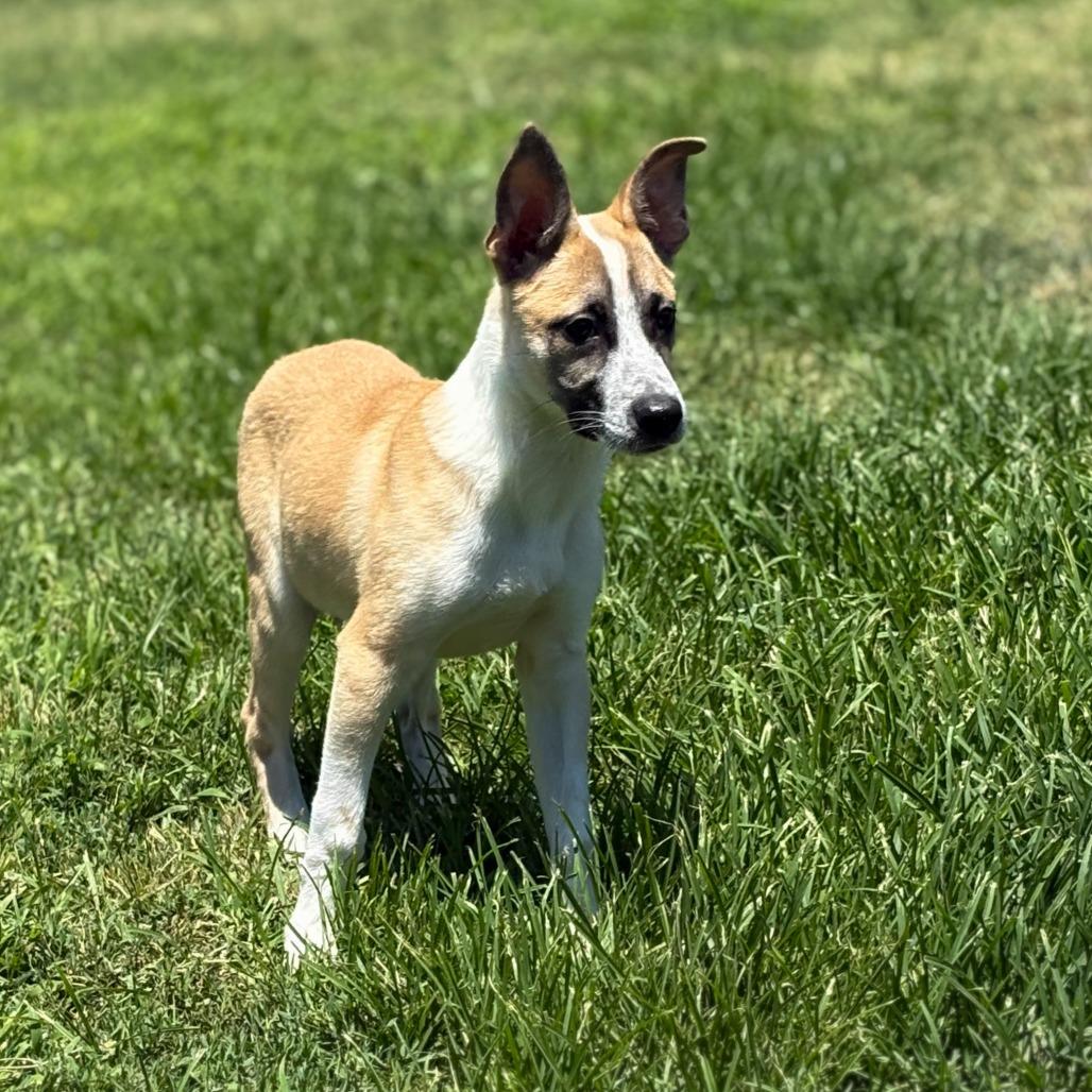 Eric, a Adoptable mixed breed in San Jacinto, CA image 1/6