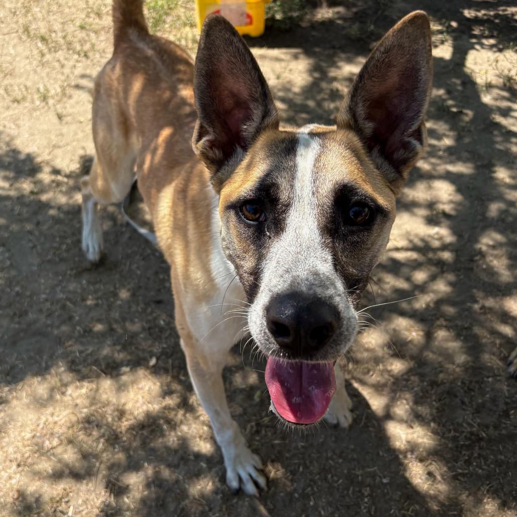 Eric, a Adoptable mixed breed in San Jacinto, CA image 2/6