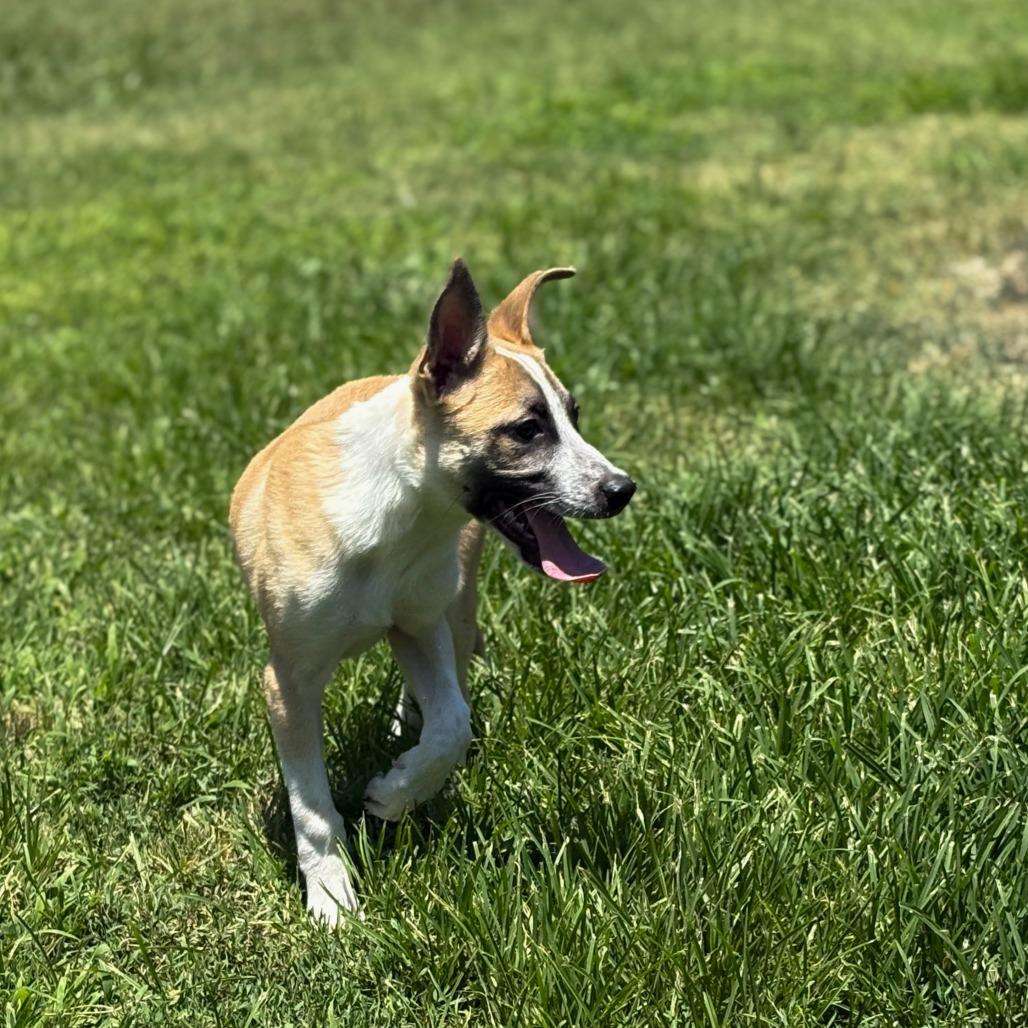 Eric, a Adoptable mixed breed in San Jacinto, CA image 3/6