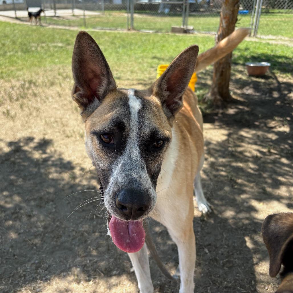 Eric, a Adoptable mixed breed in San Jacinto, CA image 4/6