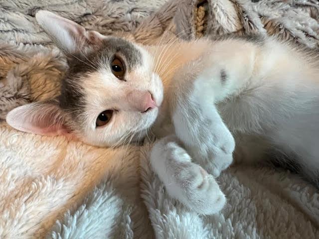 Gilbert, a Adoptable Domestic Short Hair in Chesapeake Beach, MD image 6/6