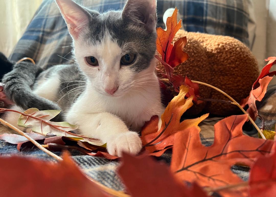 Gilbert, a Adoptable Domestic Short Hair in Chesapeake Beach, MD image 3/6