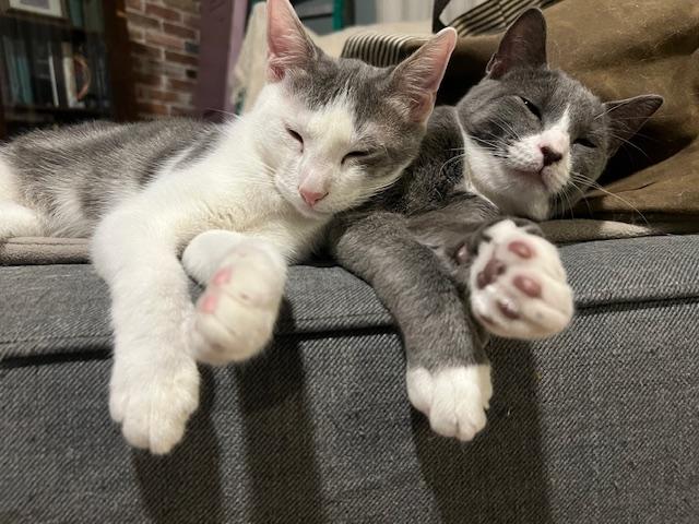 Gilbert, a Adoptable Domestic Short Hair in Chesapeake Beach, MD image 4/6