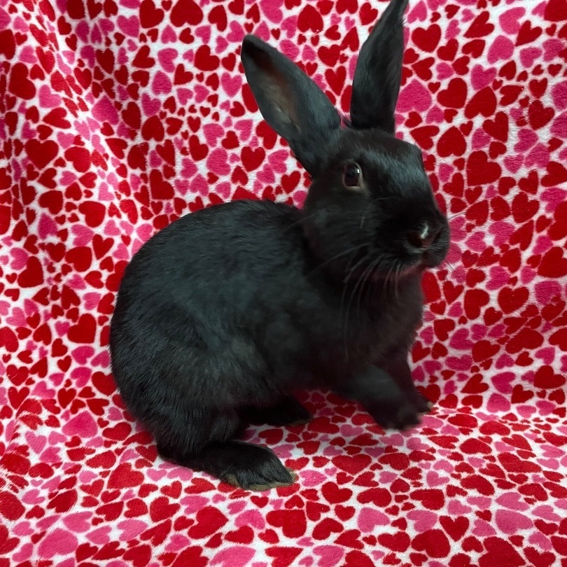 Simon & Ginger, Adoptable, Young Male Havana & Lionhead.