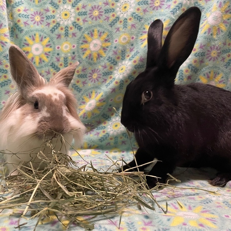 Simon & Ginger, Adoptable, Young Male Havana & Lionhead.