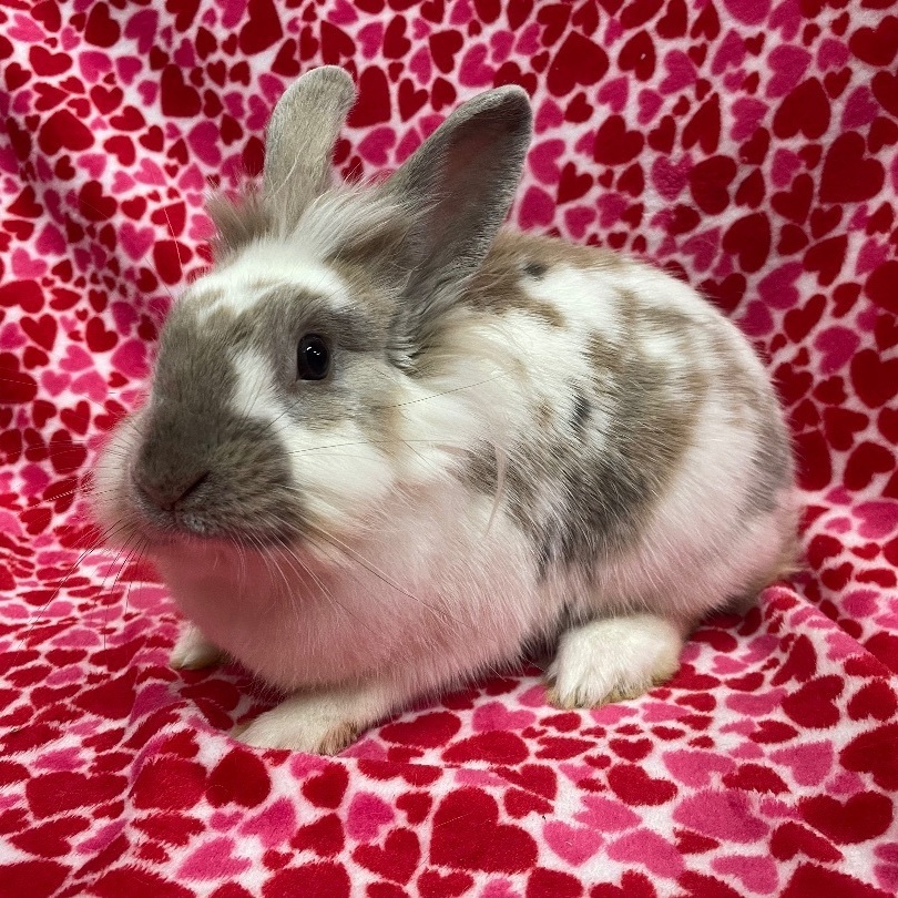 Simon & Ginger, a Adoptable mixed breed in Indianapolis, IN image 3/6