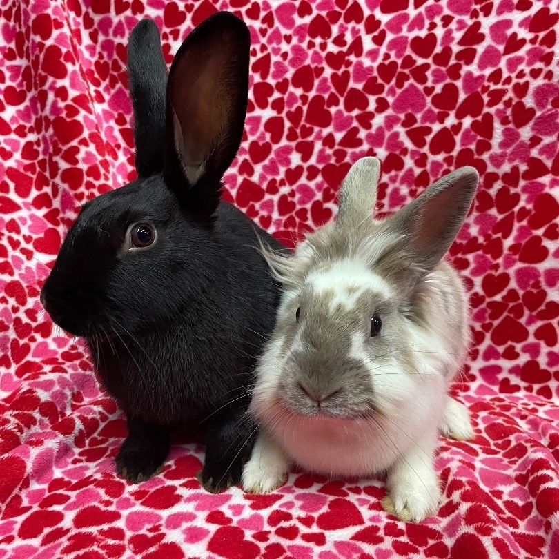 Simon & Ginger, a Adoptable mixed breed in Indianapolis, IN image 4/6