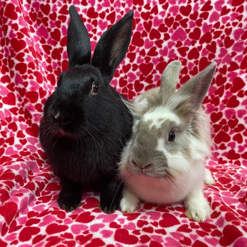 Simon & Ginger, a Adoptable mixed breed in Indianapolis, IN image 5/6