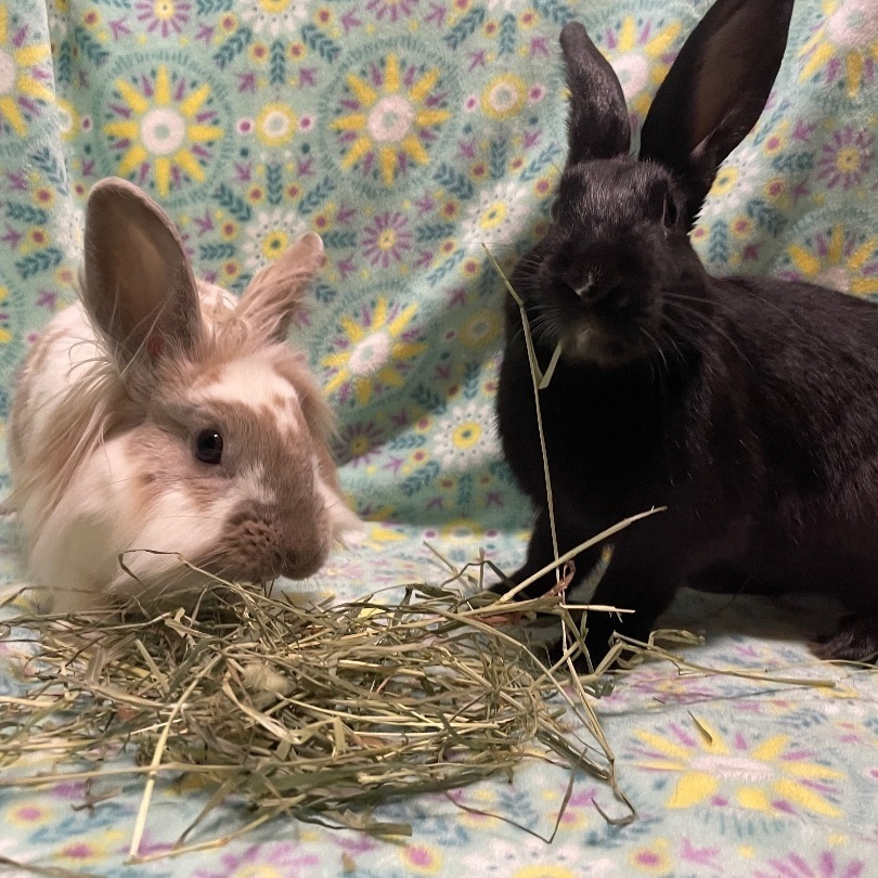 Simon & Ginger, a Adoptable mixed breed in Indianapolis, IN image 6/6