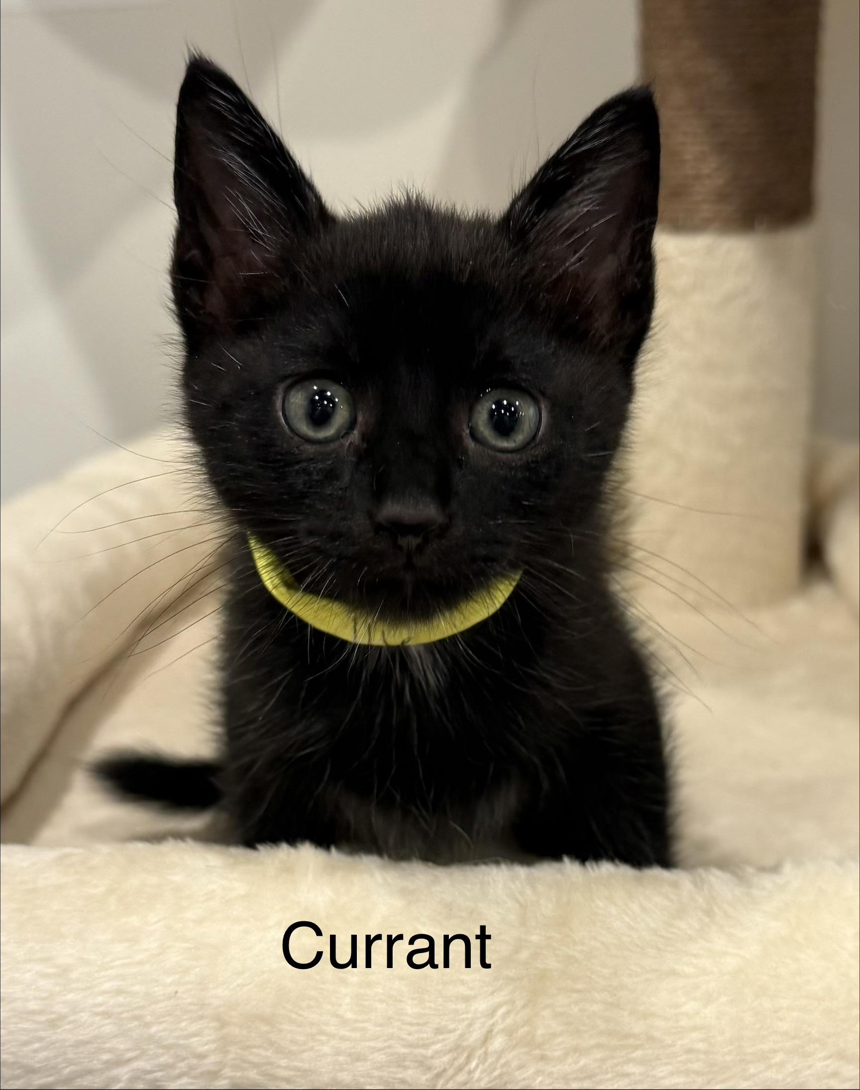 Currant, Adopted, Kitten Male Domestic Short Hair.