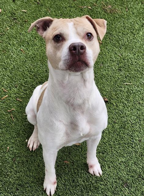 JULIUS, Adoptable, Young Male Boxer & Mixed Breed.