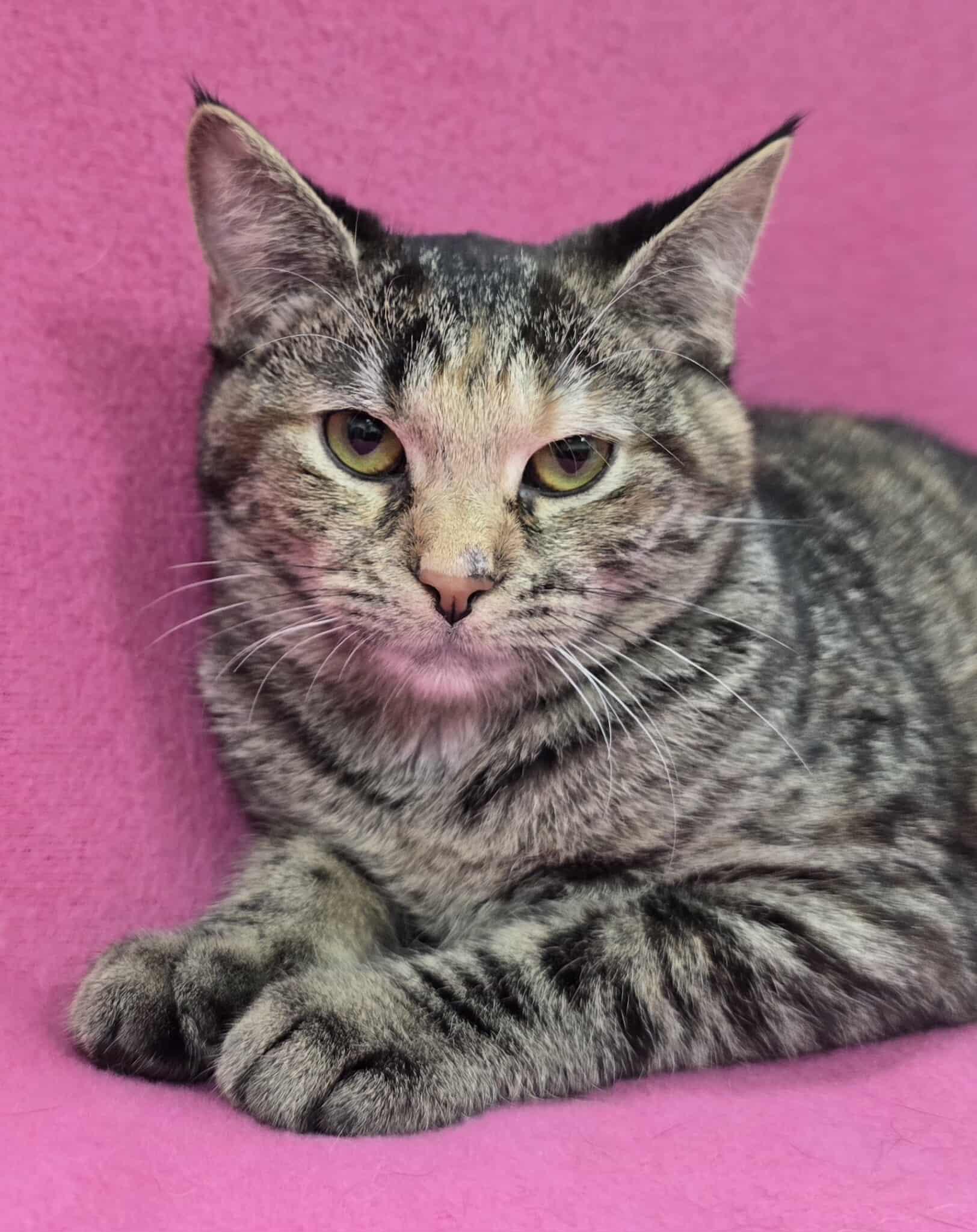 Enlarge Martina , a Adoptable mixed breed in Frankfort, IN image 2/4