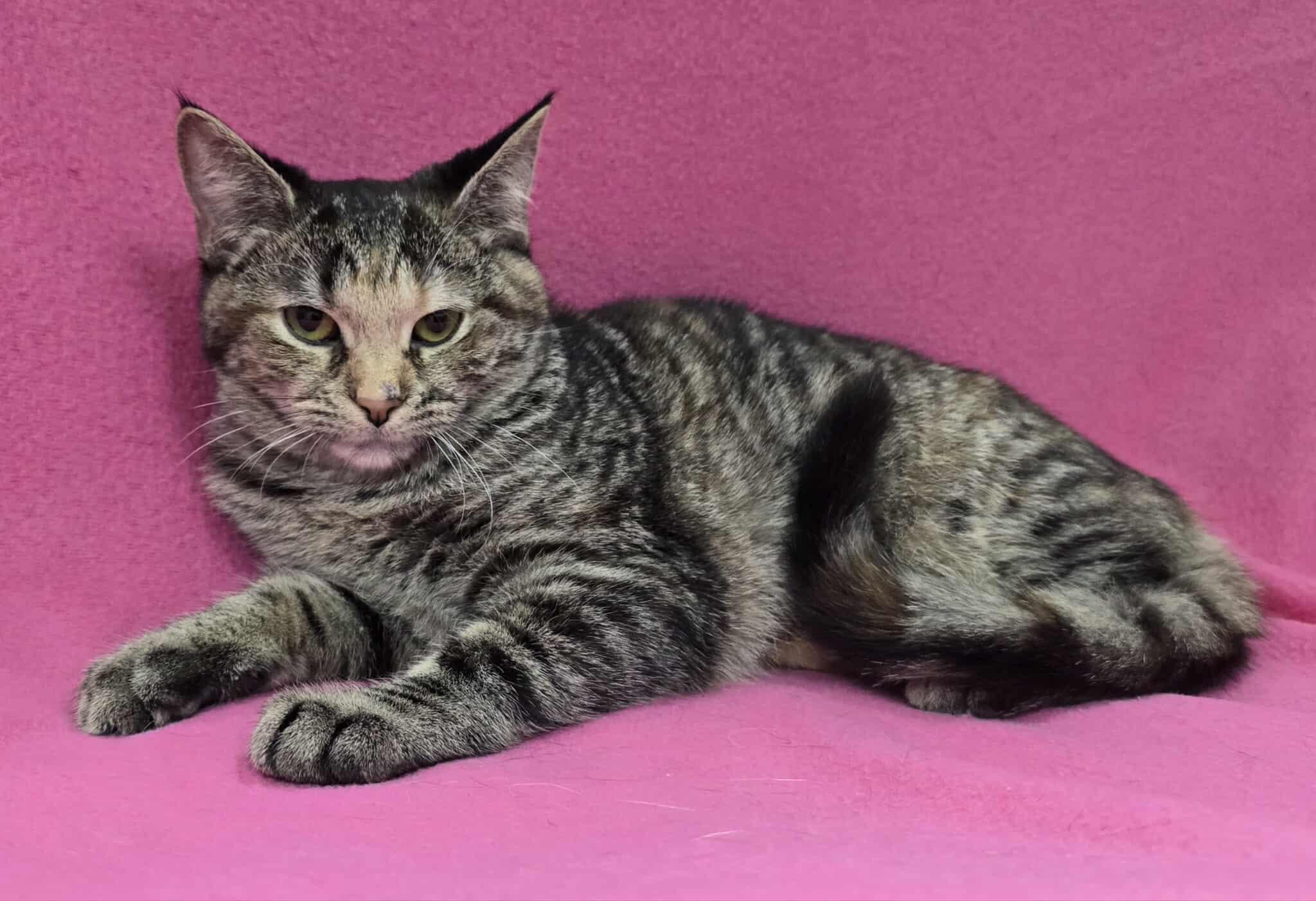 Enlarge Martina , a Adoptable mixed breed in Frankfort, IN image 3/4