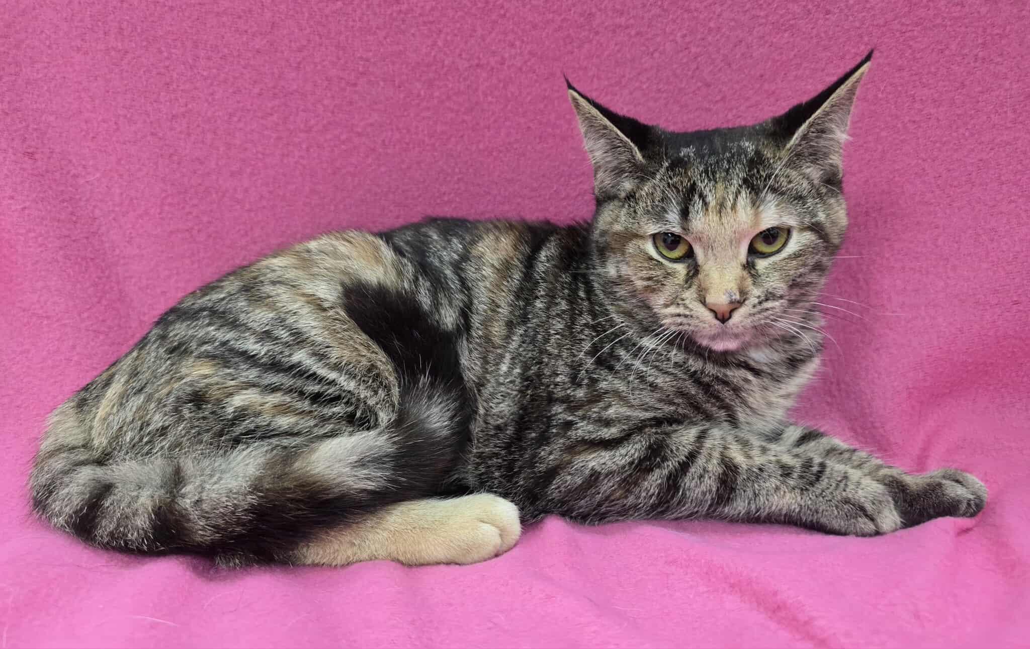Martina , Adoptable, Young Female Domestic Short Hair & American Shorthair.