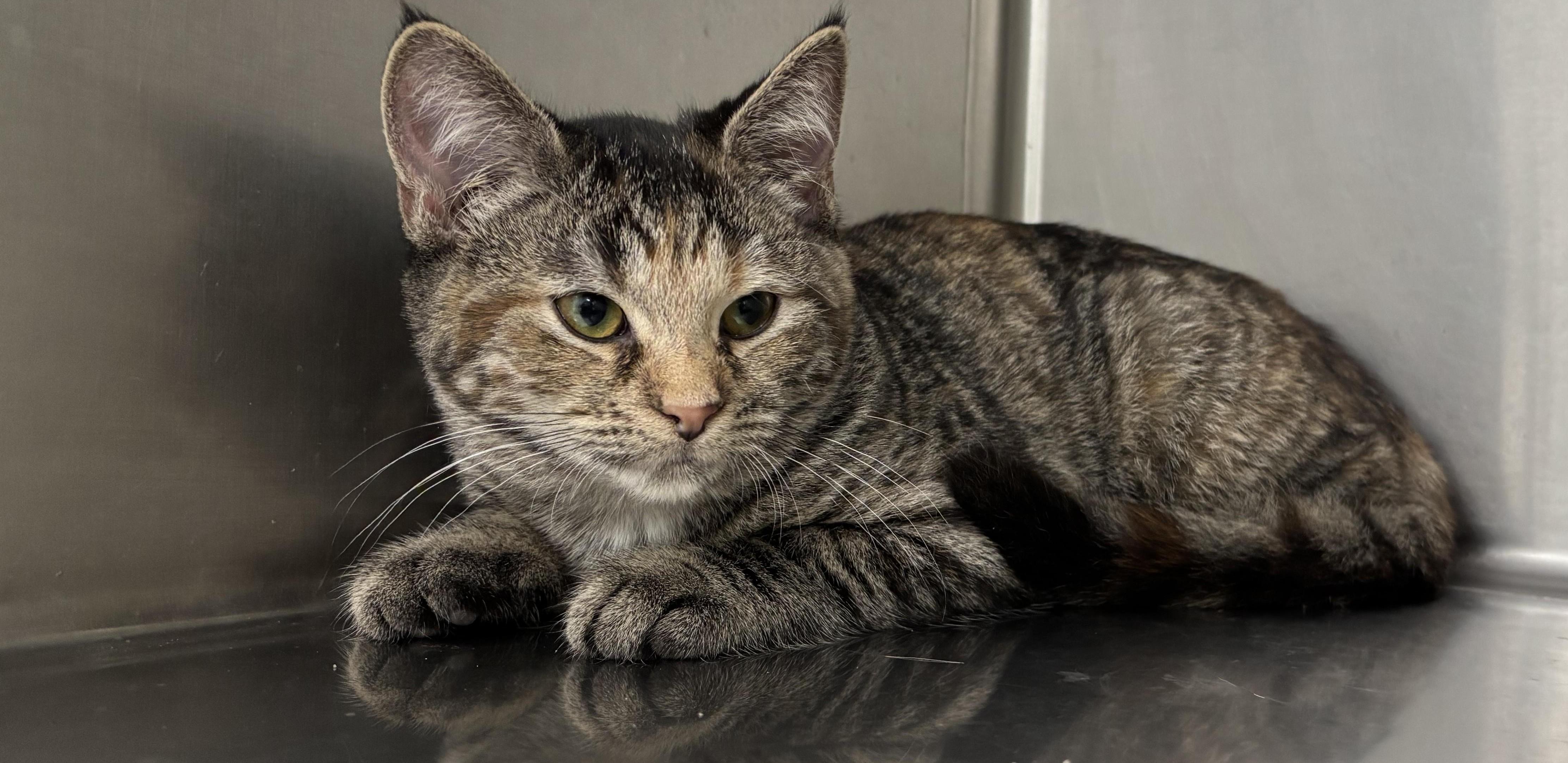 Enlarge Martina , a Adoptable mixed breed in Frankfort, IN image 4/4