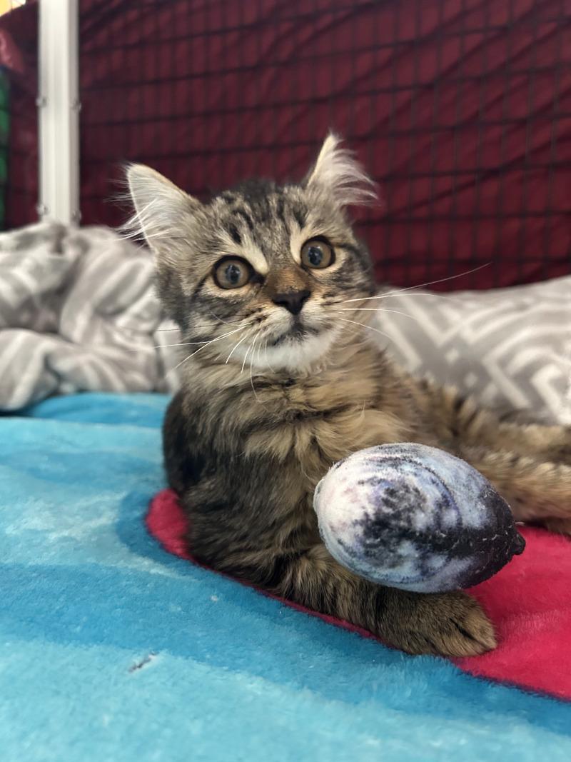 Enlarge Sugar Bear, a Adoptable Domestic Medium Hair in Diamond Springs, CA image 1/6