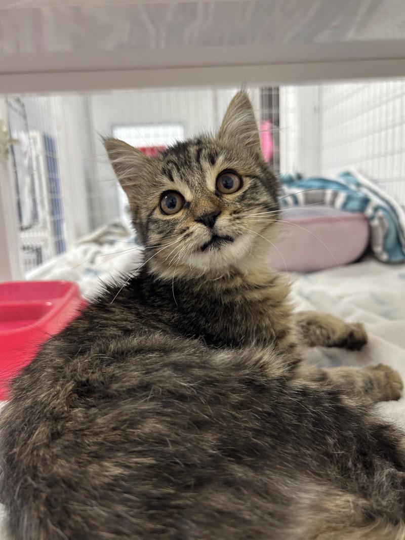Enlarge Sugar Bear, a Adoptable Domestic Medium Hair in Diamond Springs, CA image 2/6