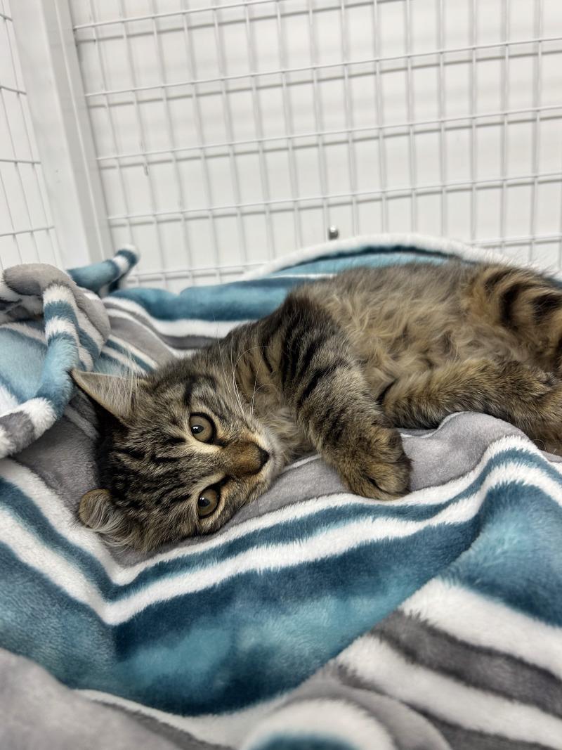 Enlarge Sugar Bear, a Adoptable Domestic Medium Hair in Diamond Springs, CA image 3/6