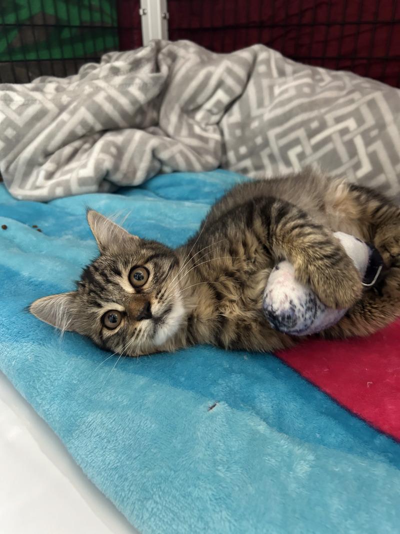Enlarge Sugar Bear, a Adoptable Domestic Medium Hair in Diamond Springs, CA image 4/6