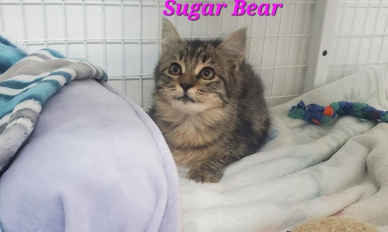 Enlarge Sugar Bear, a Adoptable Domestic Medium Hair in Diamond Springs, CA image 5/6